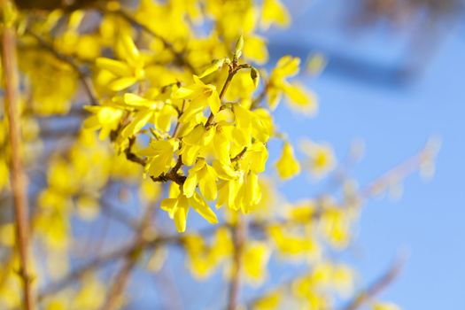 spring yellow flowers against the blue sky