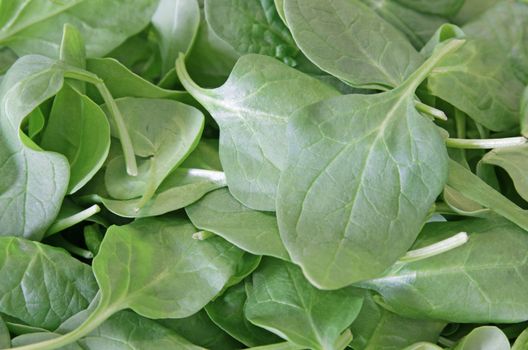 Green spinach leaves shot in soft light.