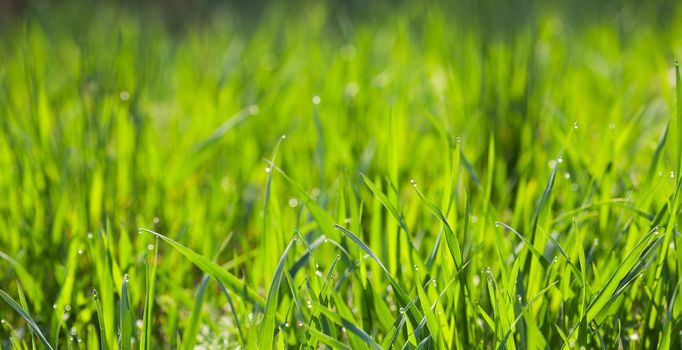 background young grass with dew