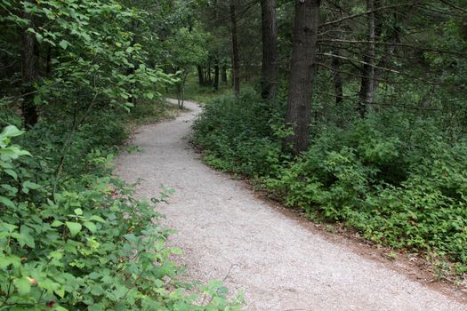 A trail in The Pinery Provincial Park, in Ontario, Canada.