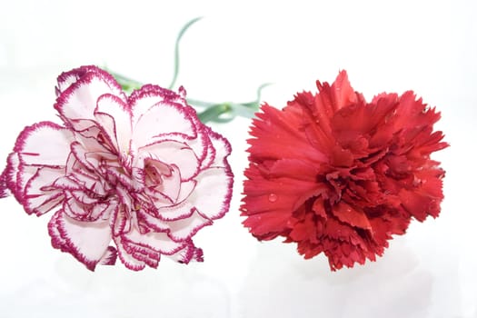 Studio shot of carnations