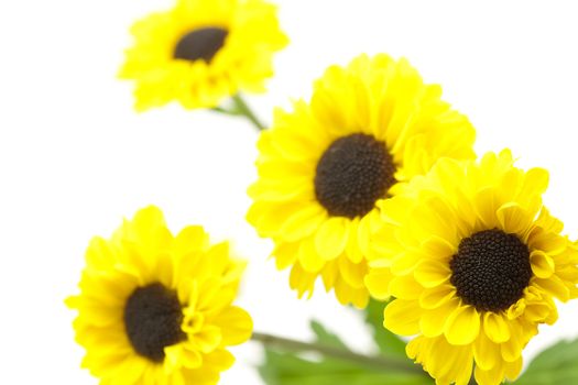 yellow flowers isolated on white