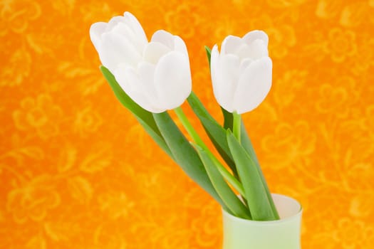 white tulips in a vase on an orange background