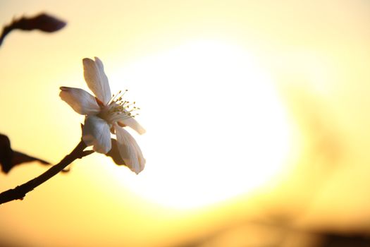 white apricot blossom when sun going down 