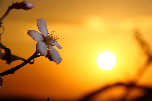 white apricot blossom when sun going down 