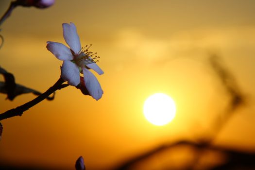 white apricot blossom when sun going down 