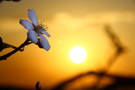 white apricot blossom when sun going down 