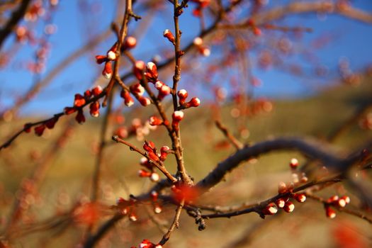 yound apricot blossoms on tree in the begining of spring