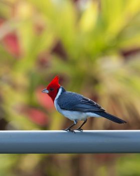 Red crested or brazilian cardinal bird on fence in garden near Kilauea bird sanctuary in Kauai