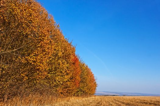 Autumn landscape. Forest edge colored in orange on the verge of the field in cloudless fine day