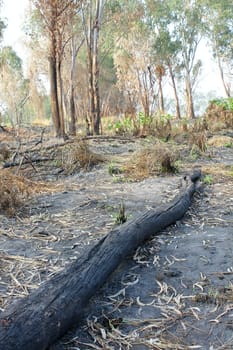 charred trunks of trees after fire 