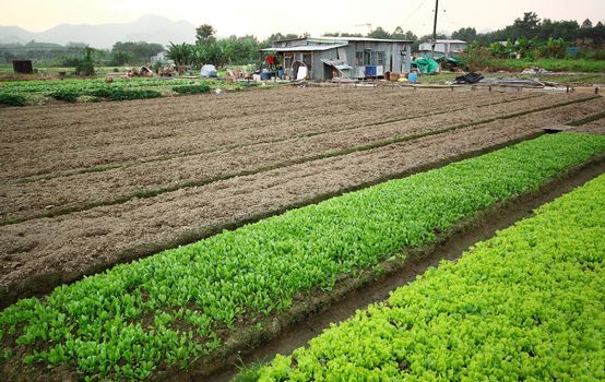 Cultivated land