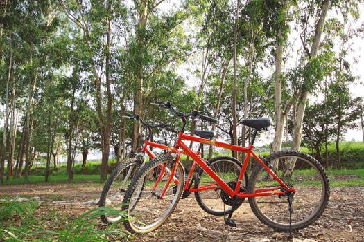 bike in forest