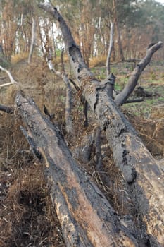 charred trunks of trees after fire 