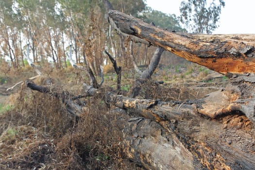 charred trunks of trees after fire 
