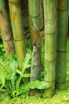 Shoot of Bamboo in the rain forest 