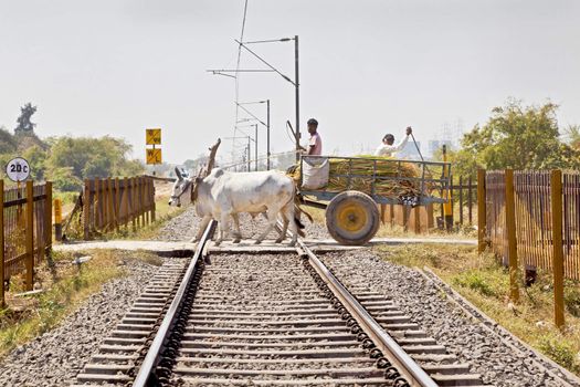 Horizontal landscape of railroad tracks where a bullock cart carrying farm produce crosses a barrier free level crossing. The track is cutting across the rural countryside along the outskirts of o Gujarat village towards the city of Surat. Typical scene with litter thrown around.