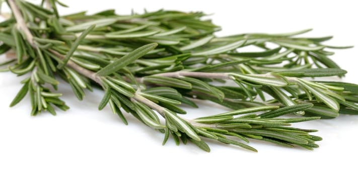 Twig of rosemary on a white background