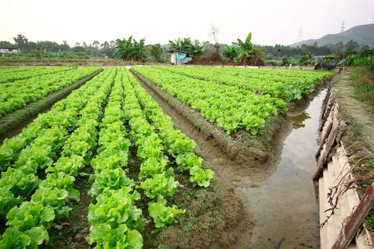 Cultivated land