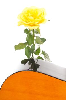 Beautiful rose with guitar