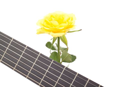 Beautiful rose with guitar