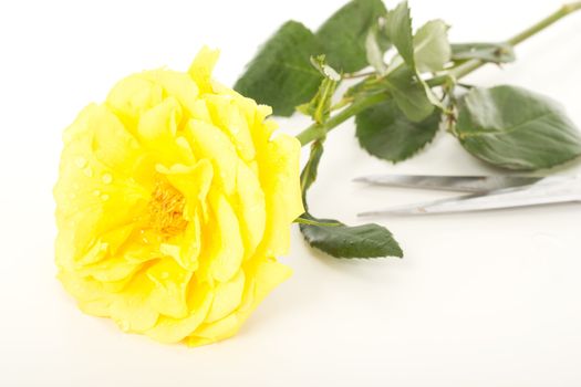 Beautiful rose with water drops