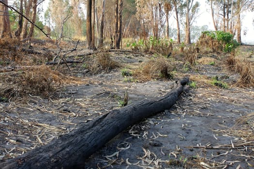charred trunks of trees after fire 