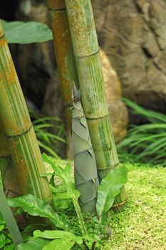 Shoot of Bamboo in the rain forest 