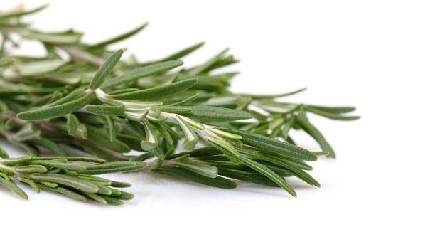 Twig of rosemary on a white background