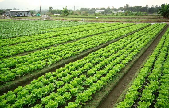 Cultivated land
