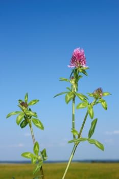 Flowering plant of clover against the background of field and sky in cloudless fine day