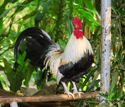 Roosters live in temple Thailand. A small hut