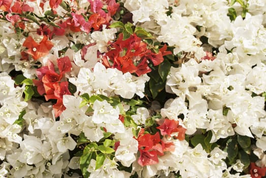 the beautiful nature floral background