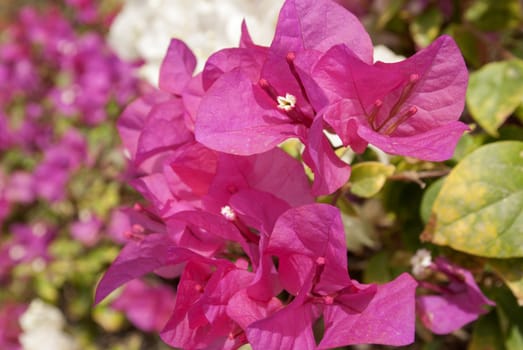 the beautiful nature floral background