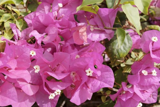 the beautiful nature floral background