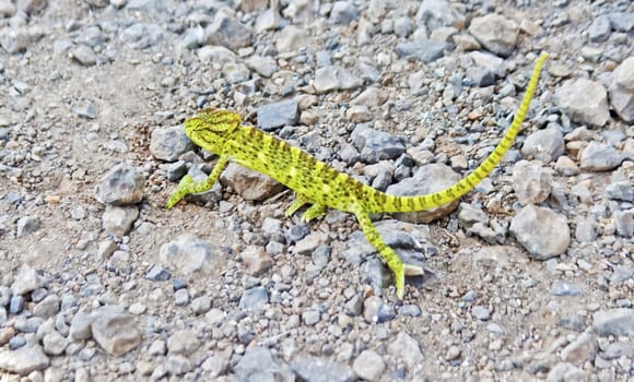 Horizontal landscape of Indian Iguana captured during a roadtrip to Lonavla bouncing over gravel roadside after crossing a tarmac road