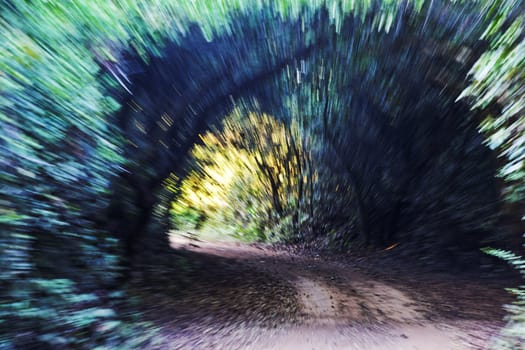 landscape of tree tunnel in India motion blur, trees, bushes and sun beams, crop margins and copy space