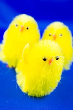 Easter chicks