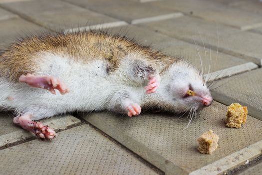 Rat poisoned by toxic bait lying on the floor