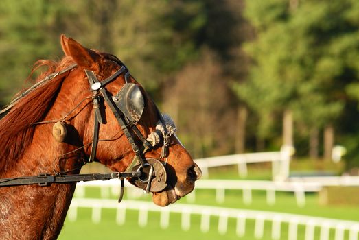 Horse Racing after the race,equestrian sport