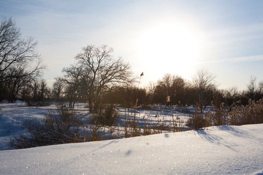 evening sun in winter forest