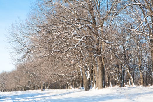 morning in winter forest