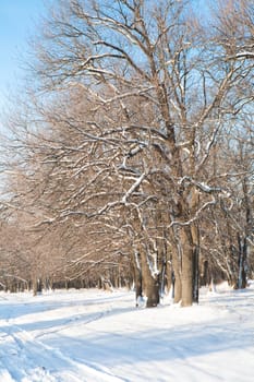 morning in winter forest