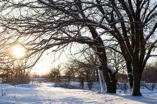 sunset in winter forest