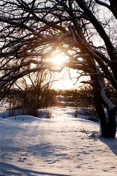 sunset in winter forest