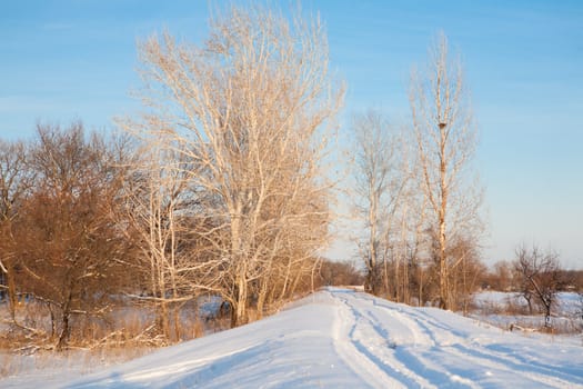 morning in winter forest 