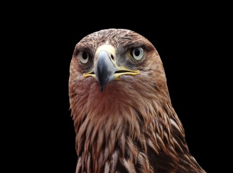 close up of golden eagle head over black