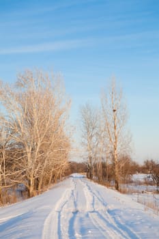 morning in winter forest 