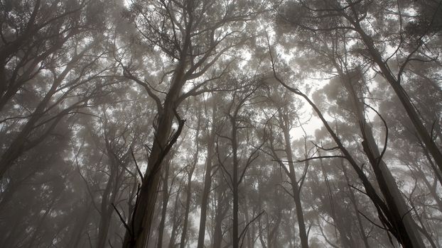 A forrest and a view of tree tops, monochrome