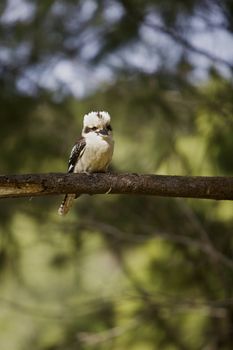 Kookaburra Australian Kingfishers